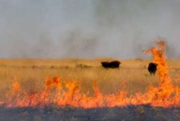 Open Grassland fire